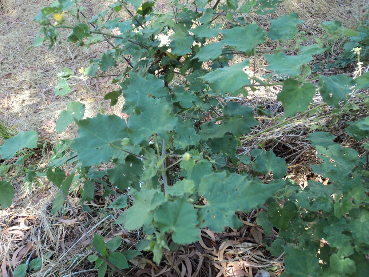 Abutilon indicum (L.) Sweet